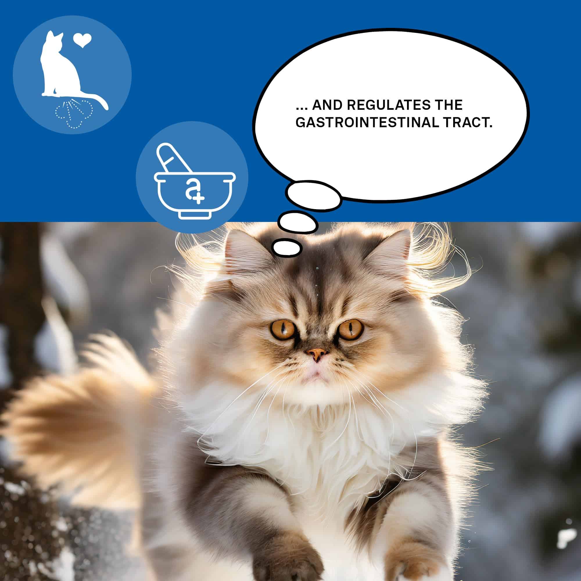 animaux - Gastro Balance para Gatos, Soporta el Tracto - Imagen 7