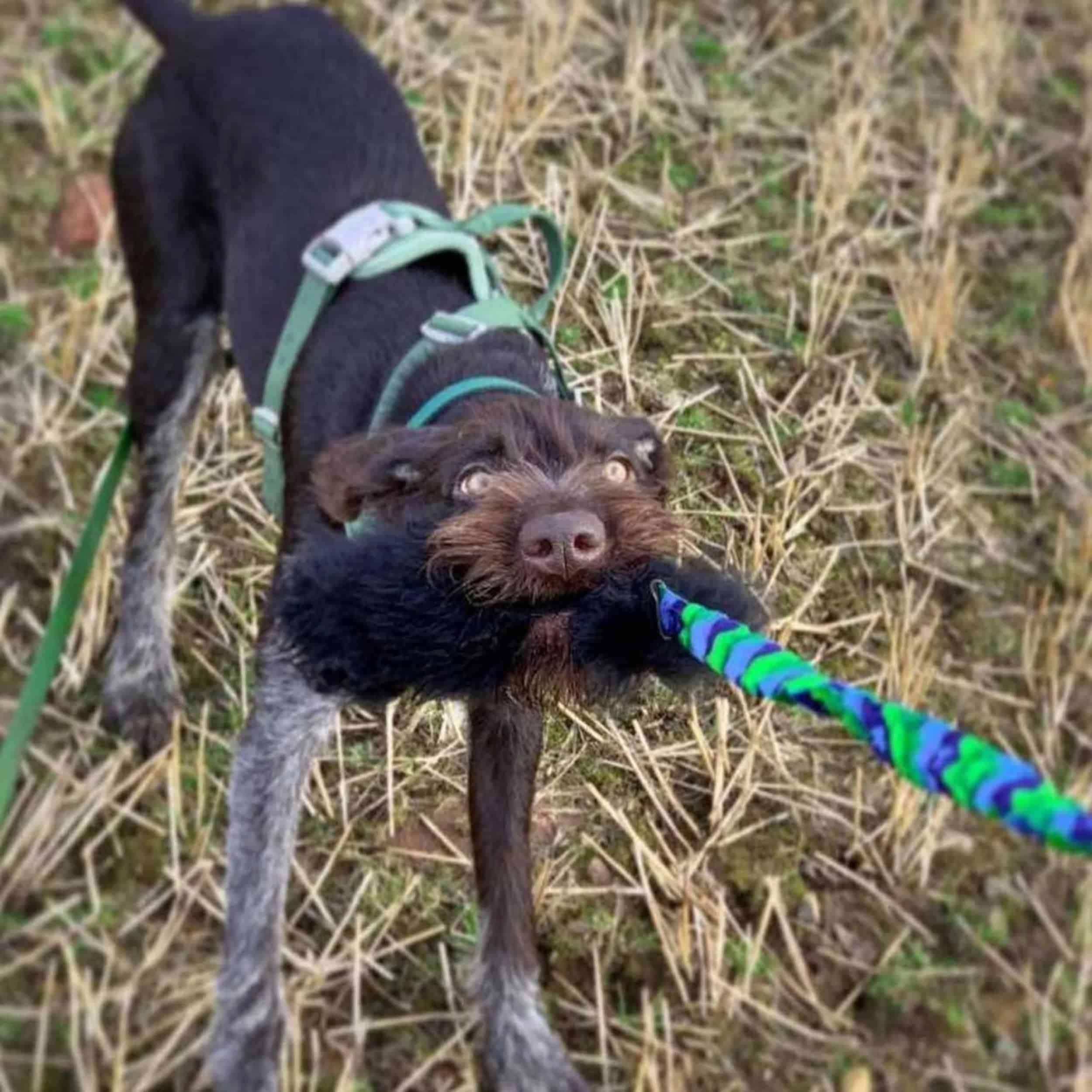 Tug-E-Nuff WondaBaa Juguete de Tracción Bungee para Perros - Imagen 3