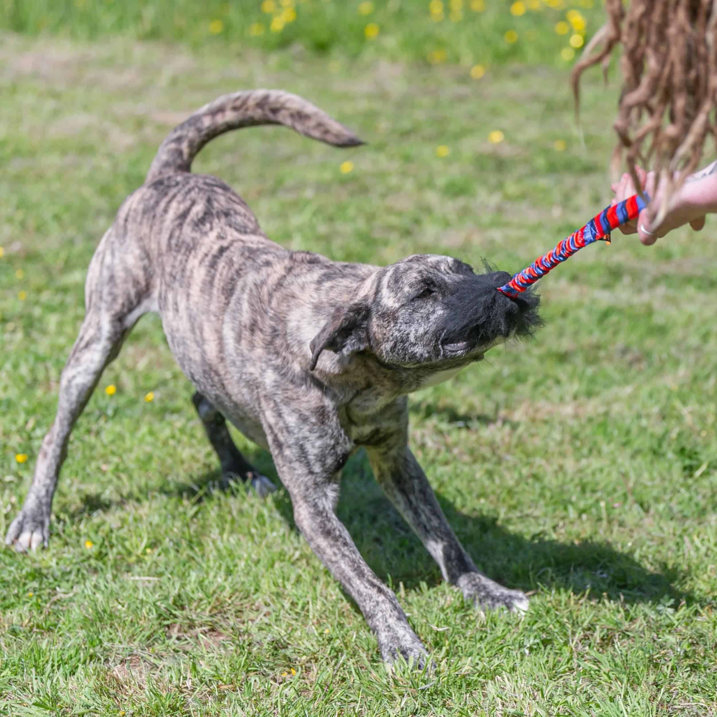 Tug-E-Nuff WondaBaa Juguete de Tracción Bungee para Perros - Imagen 4