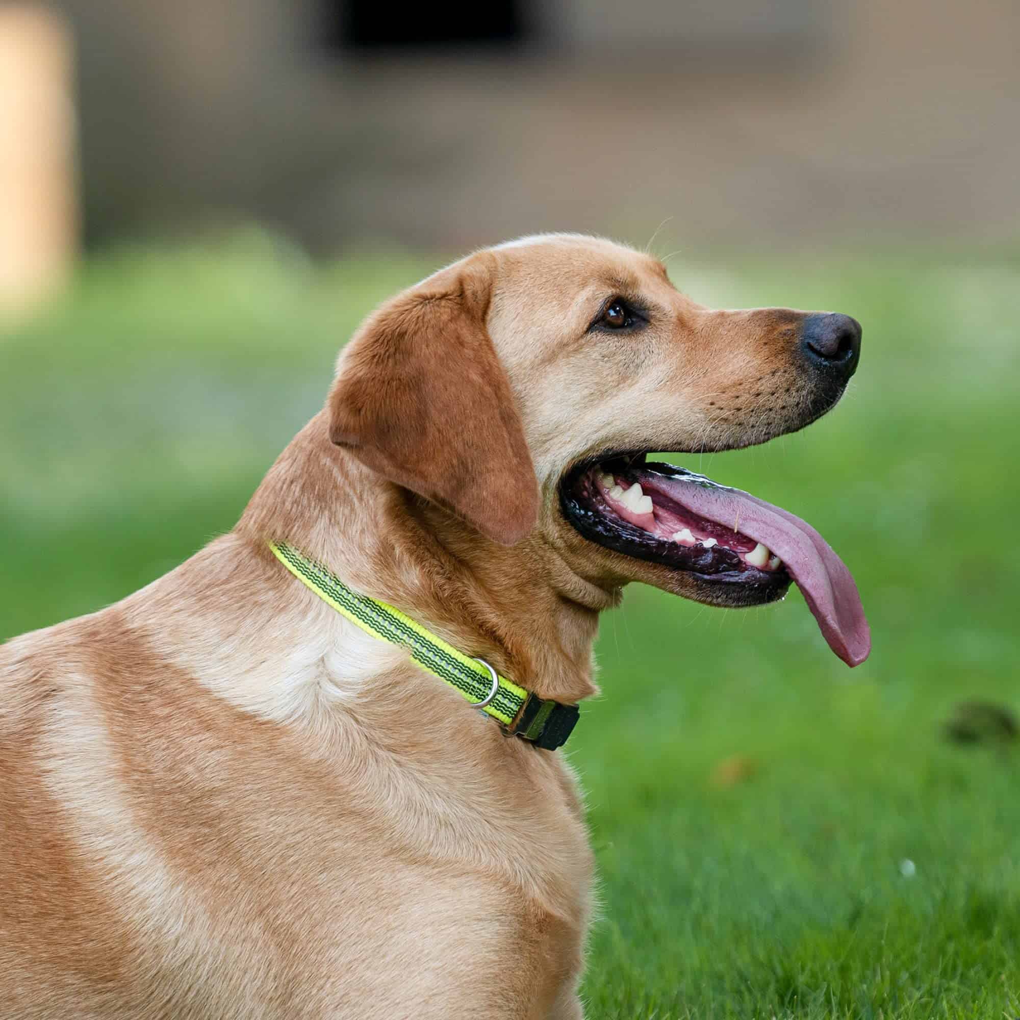 Collar Reflectante Ajustable de Goma Herm Sprenger para - Imagen 6