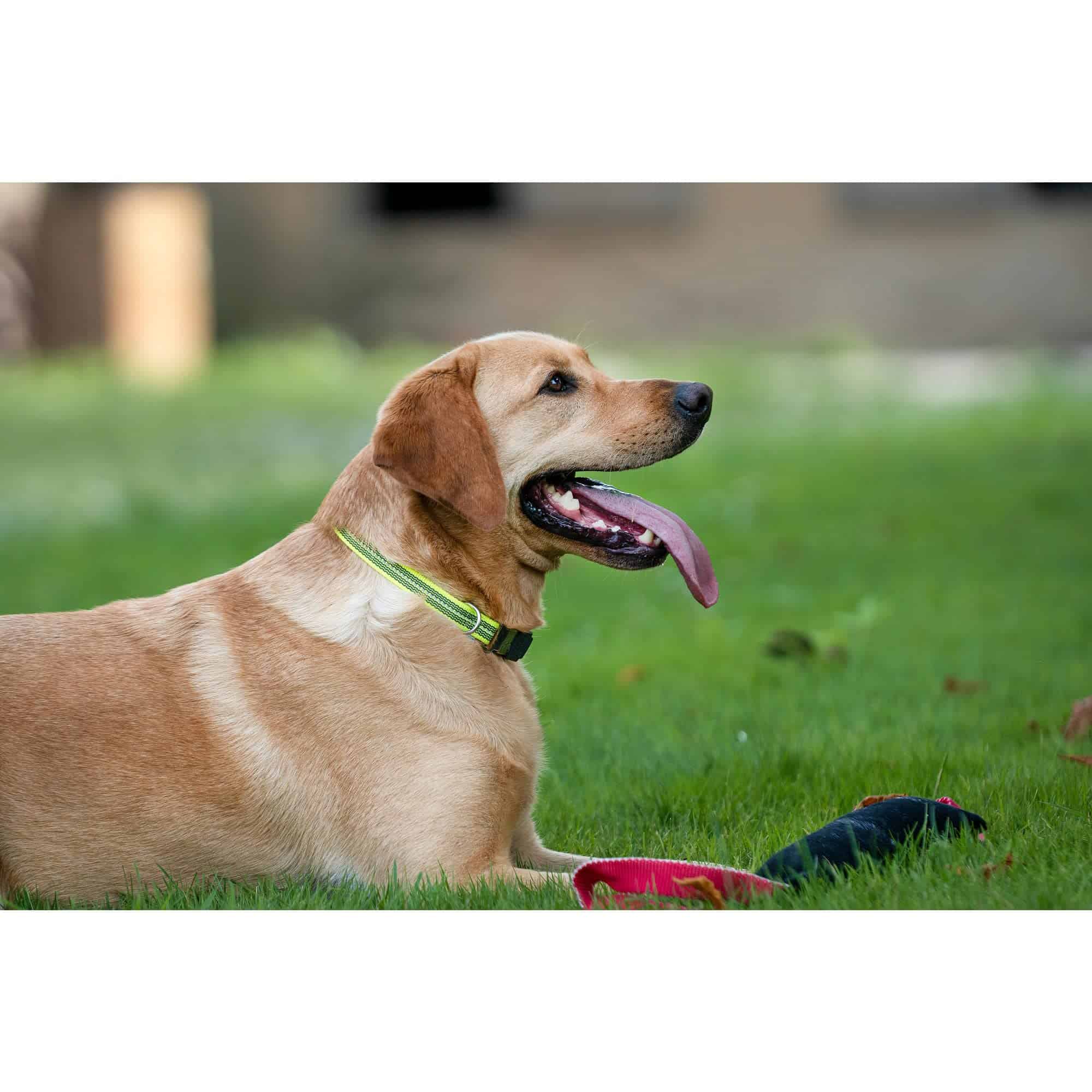 Collar Reflectante Ajustable de Goma Herm Sprenger para - Imagen 4