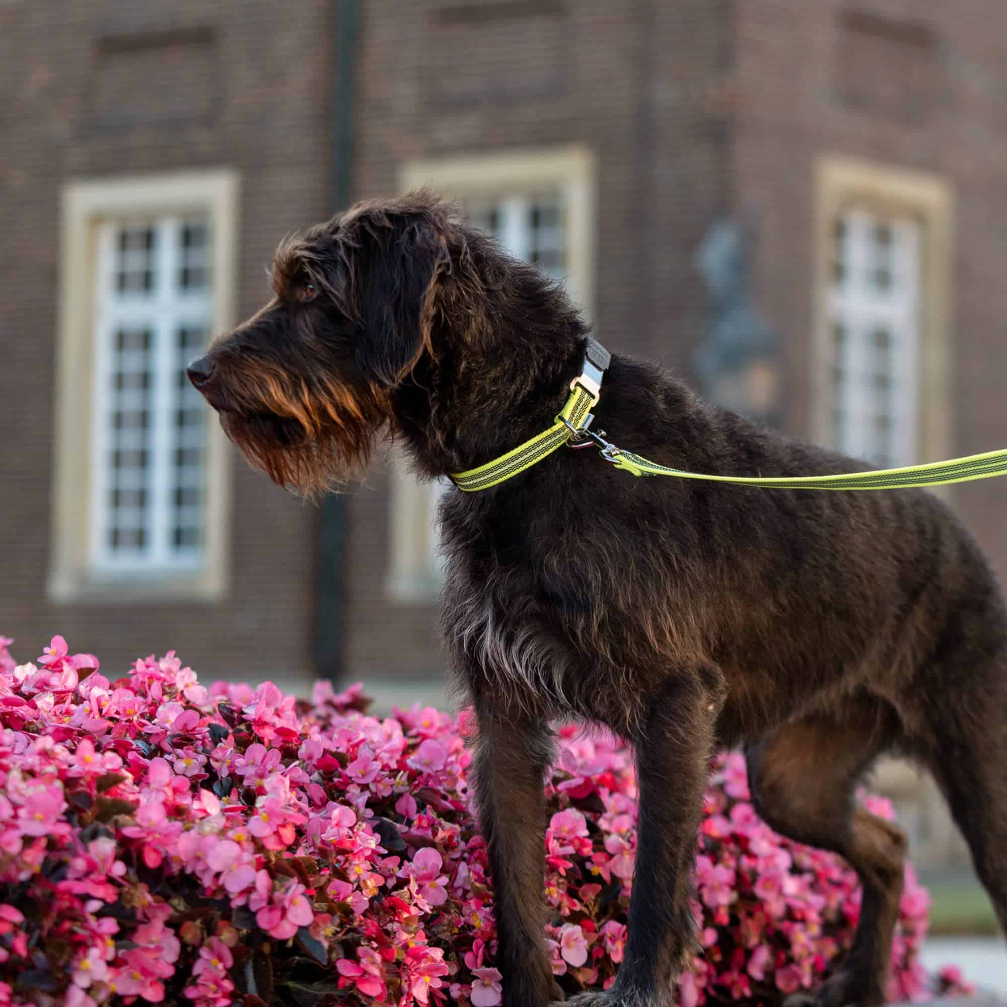 Collar Reflectante Ajustable de Goma Herm Sprenger para - Imagen 5