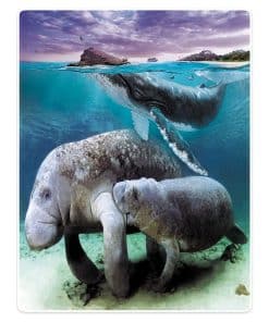 Manta de Sofá de Felpa SXCHEN Killer Whales Manatees