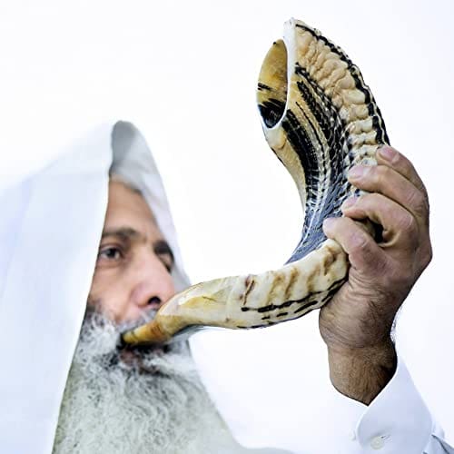Shofar de Cordero Kosher de Israel Tradicional Medio