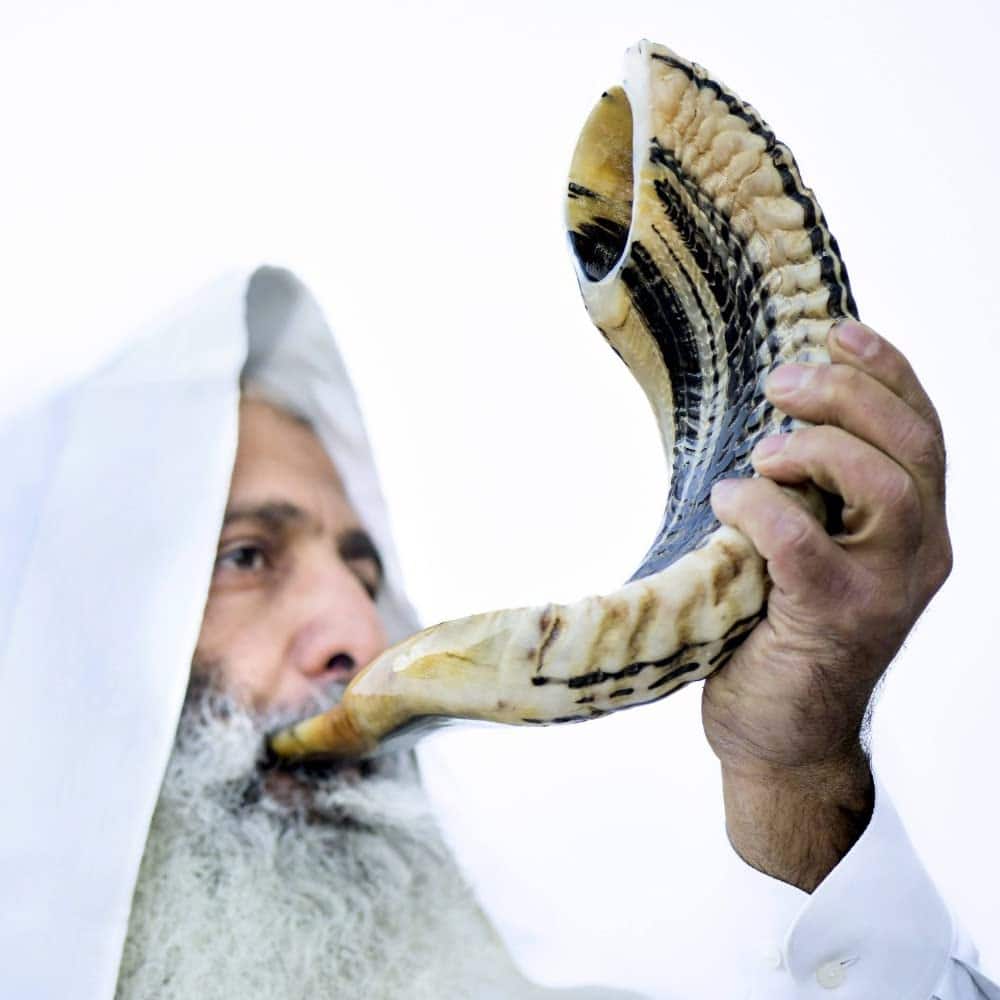 Kosher Ram Shofar Horn from Israel - Trompeta de Carnero