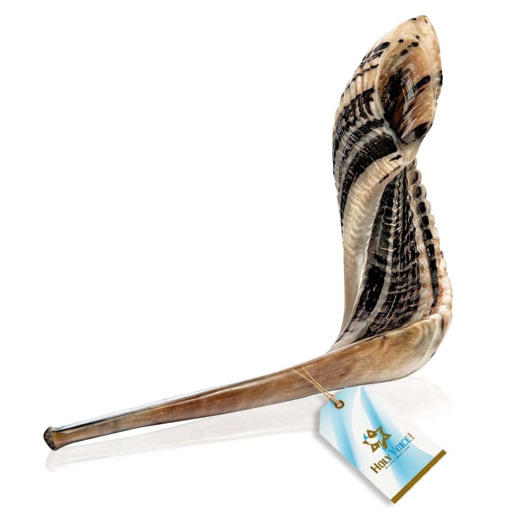 Kosher Ram Shofar Horn from Israel - Trompeta de Carnero - Imagen 9