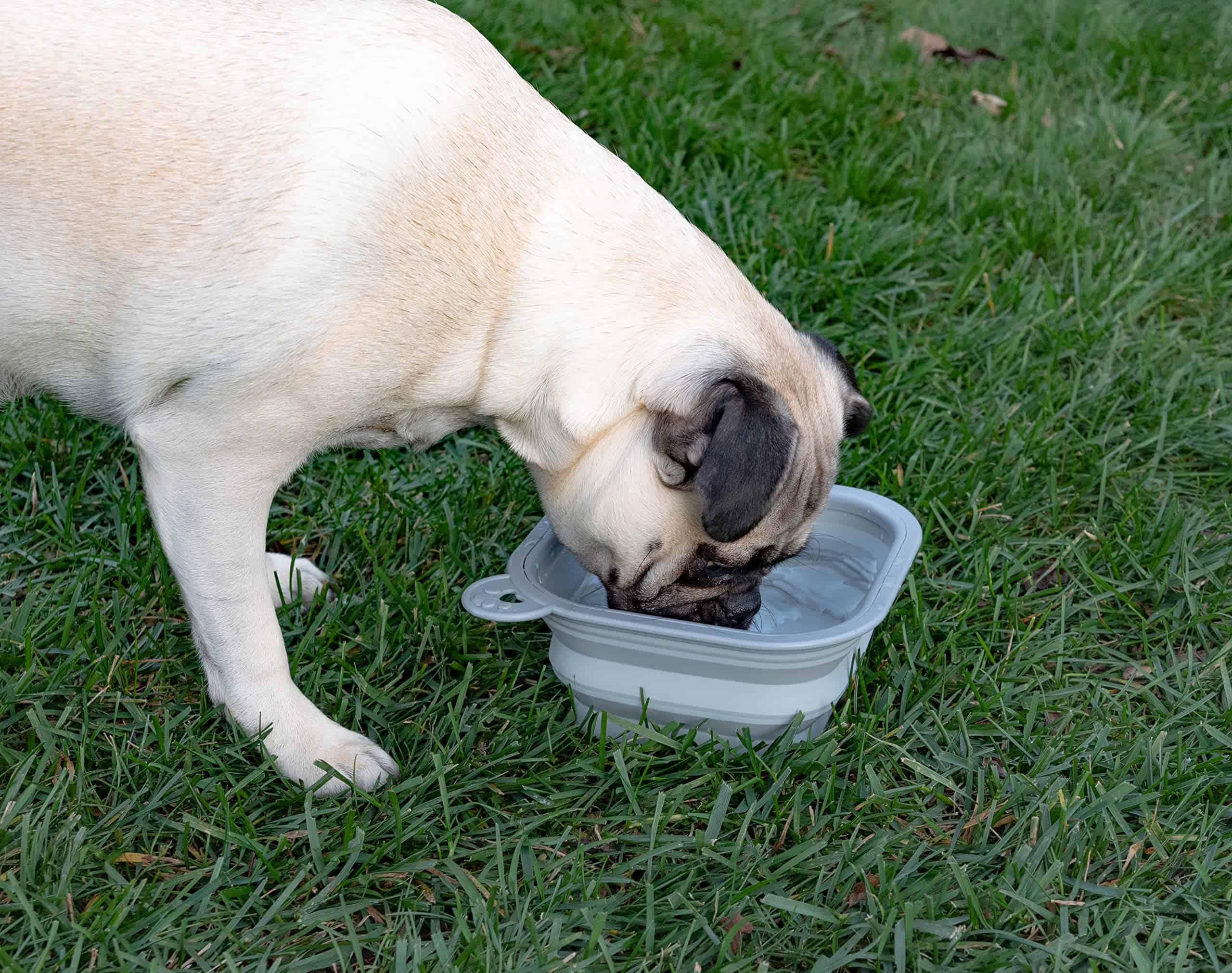 Comedero Plegable de Reemplazo Dine Away para Perros - Imagen 6