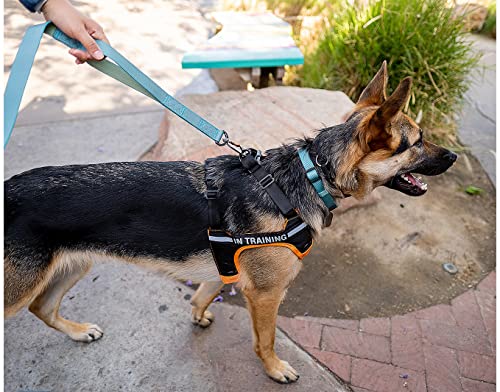 Correa de Poder - Correa de Alta Resistencia para Perros - Imagen 8