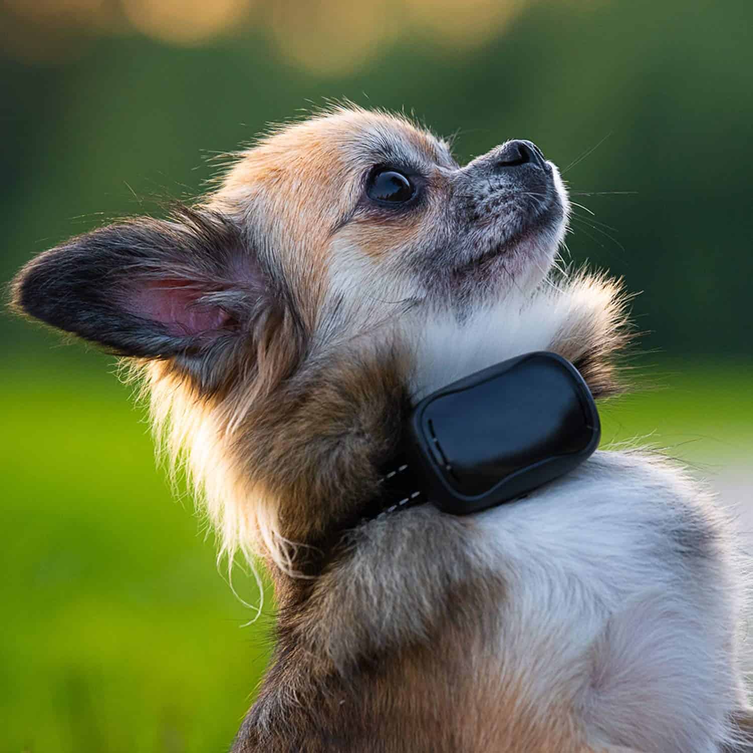 Receptor adicional para el collar de entrenamiento remoto - Imagen 8