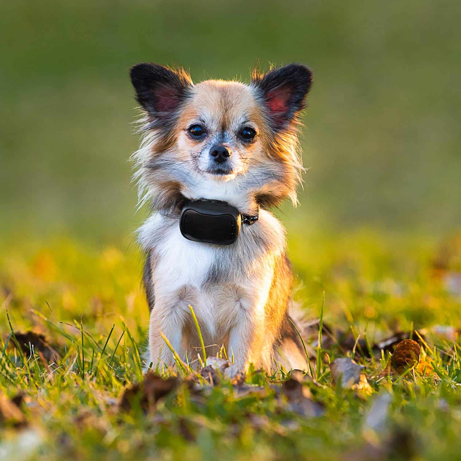 Receptor adicional para el collar de entrenamiento remoto - Imagen 7