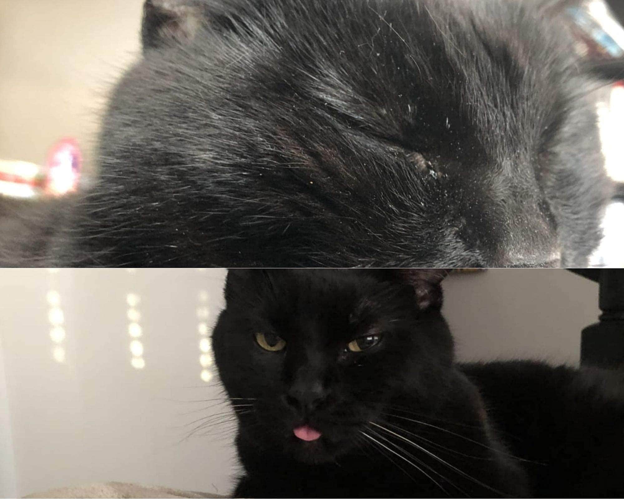 Paños Limpiadores PawPurity para Eliminar Manchas de - Imagen 9