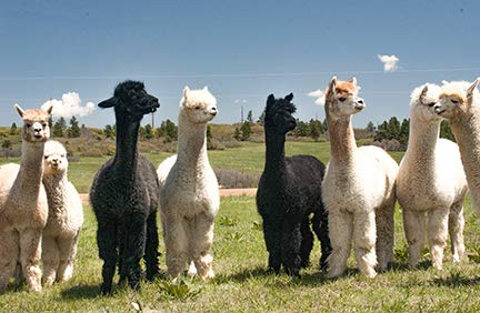 Alpaca Home | Manta de Lana de Alpaca Tejida a Mano - Imagen 9