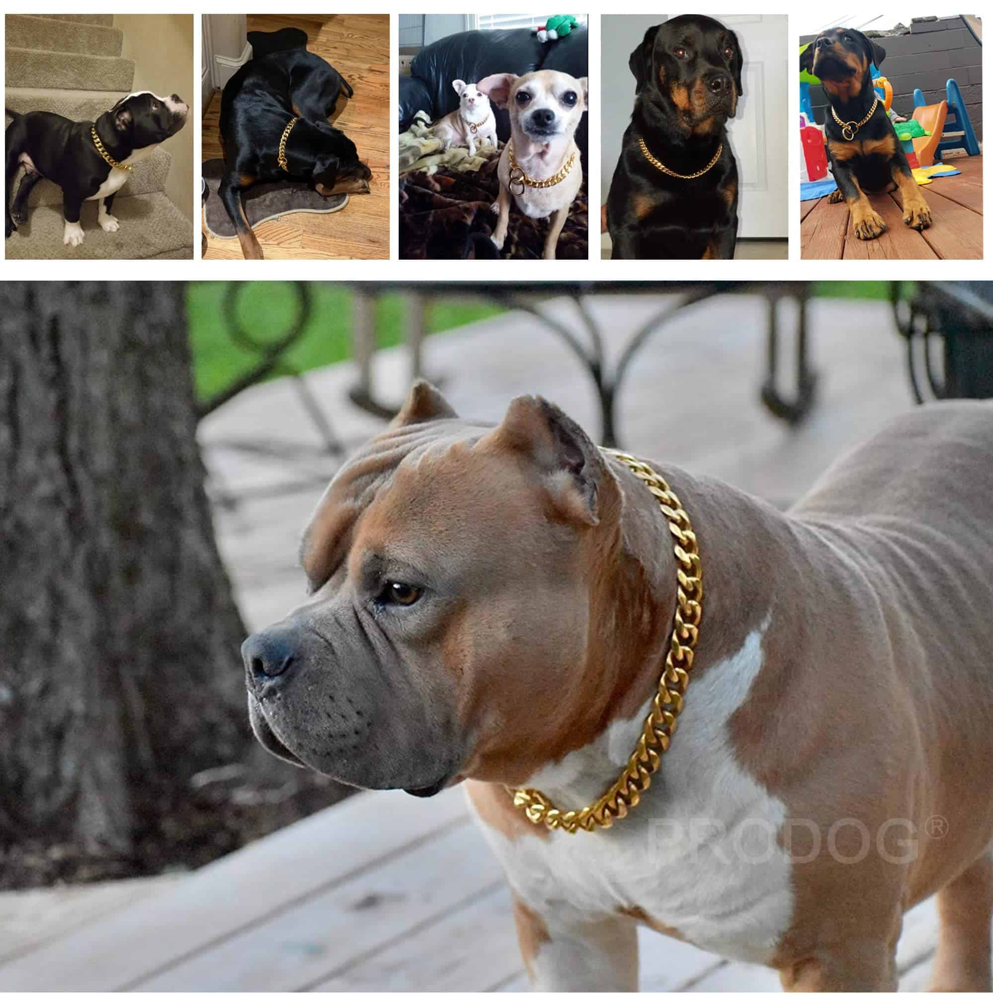 Collar de perro de cadena de oro 11 mm Collar de eslabones - Imagen 6