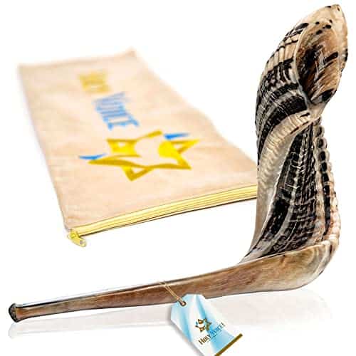 Cuerno de Oveja Kosher Artesanal de Israel – 18"-20" Cuerno - Imagen 3