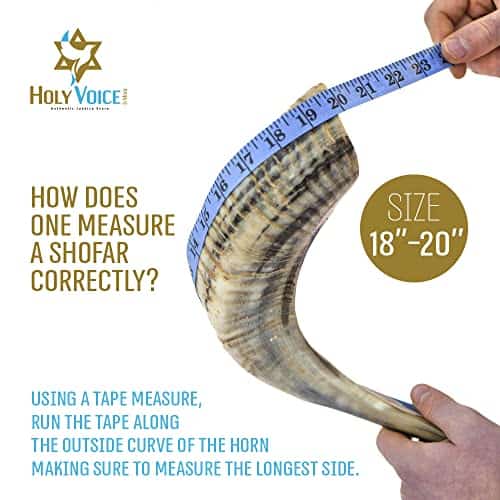 Cuerno de Oveja Kosher Artesanal de Israel – 18"-20" Cuerno - Imagen 7