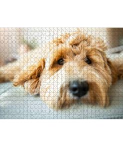 Rompecabezas de Madera 1000 Piezas Golden Labradoodle Perro