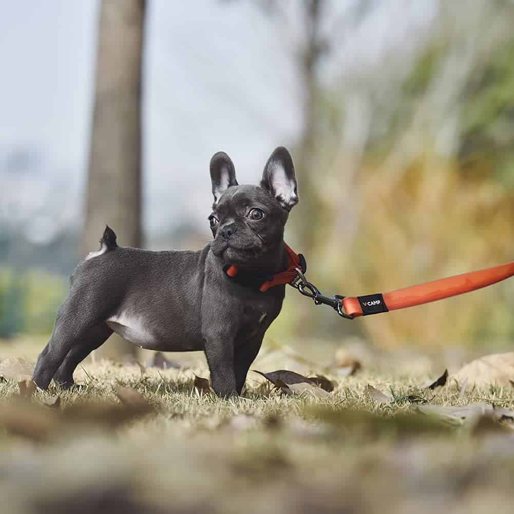 Collar para perros impermeable sin olor BlackDoggy con - Imagen 7
