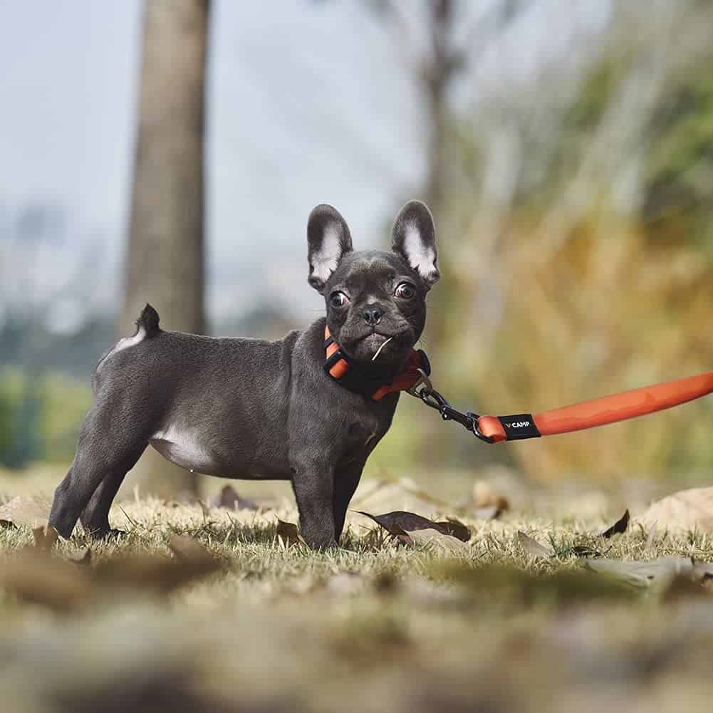 Collar para perros impermeable sin olor BlackDoggy con - Imagen 6