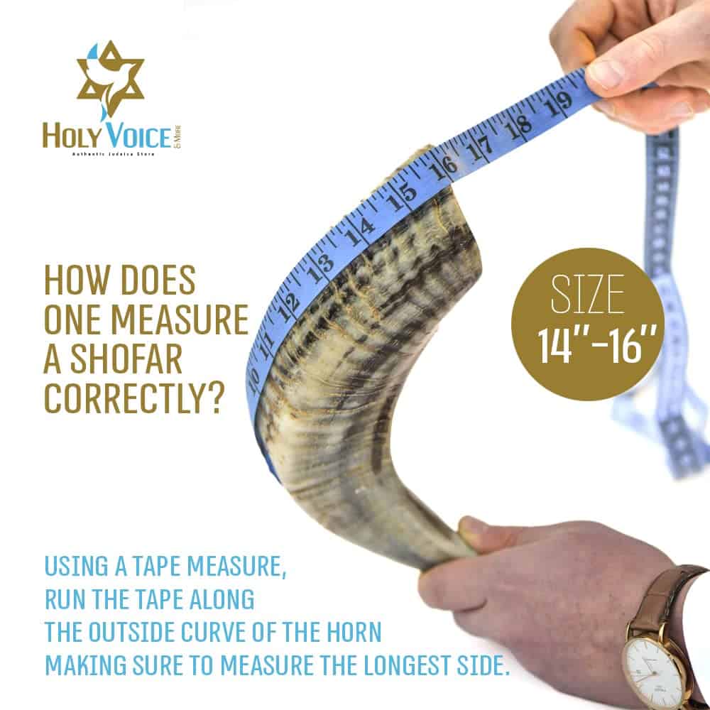 Shofar Ram Kosher elaborado a mano desde Israel, 14"-16" - - Imagen 4