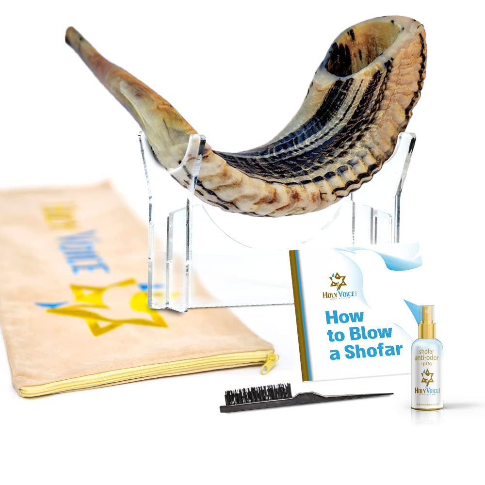 Shofar Ram Kosher hecho a mano de Israel, 12"-14"� Cuerno