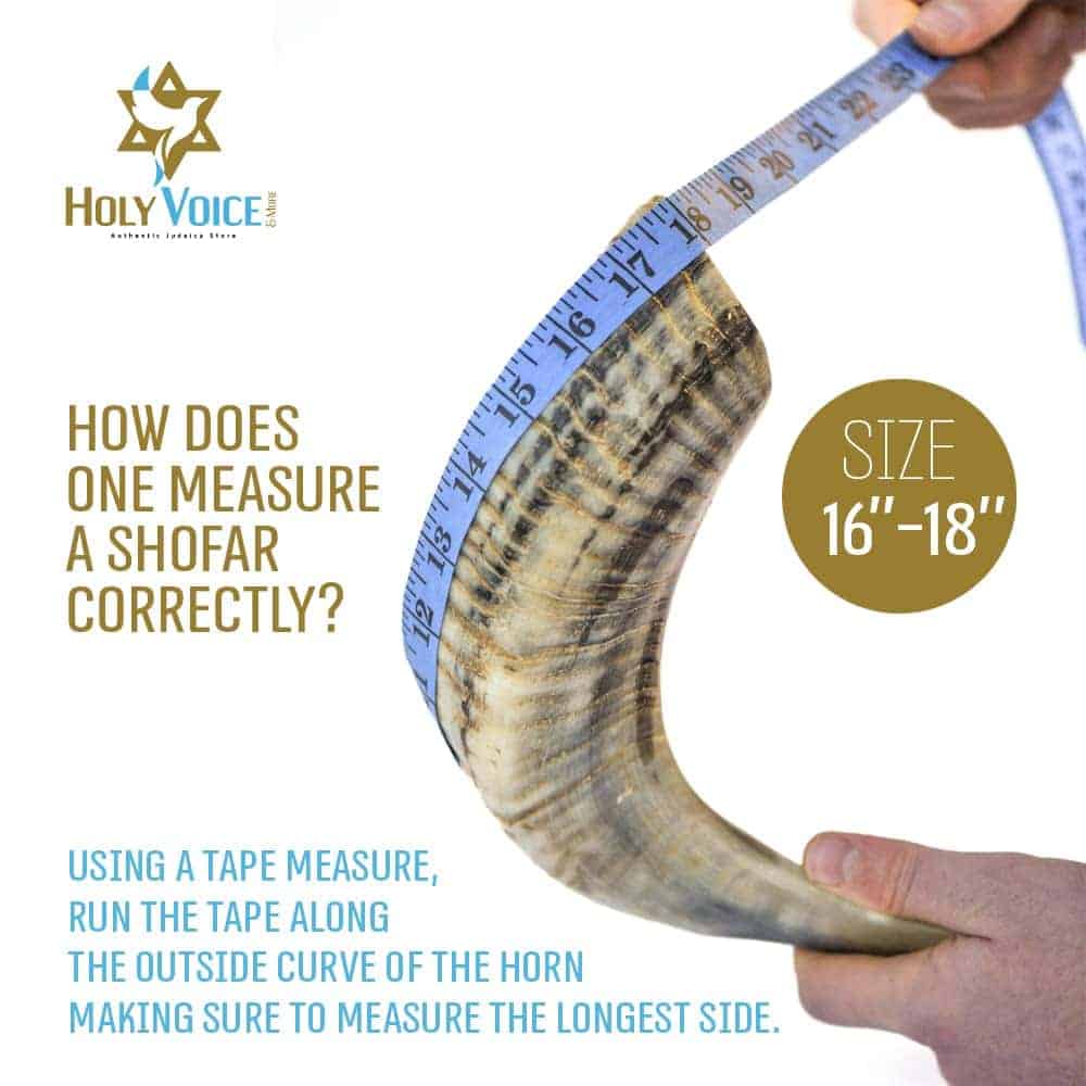 Shofar de Carnero Decorativo con "Leones y Corona" Bañado - Imagen 5
