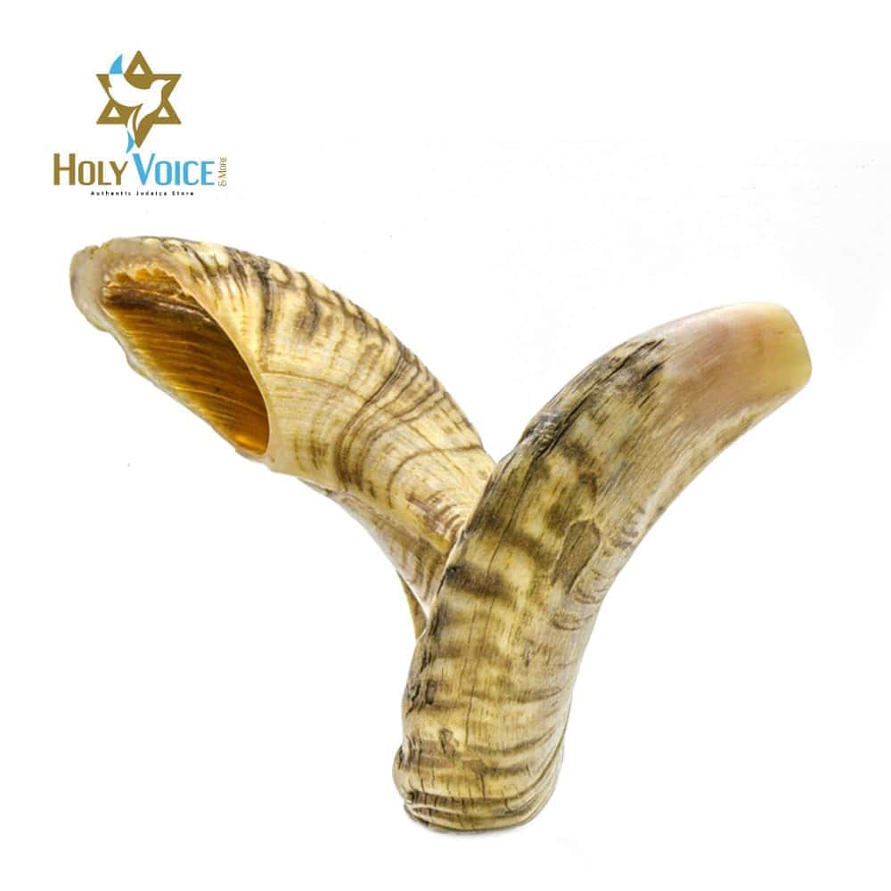 Shofar de Yemeni Santo Holy Voice de Israel - Shofar de - Imagen 3