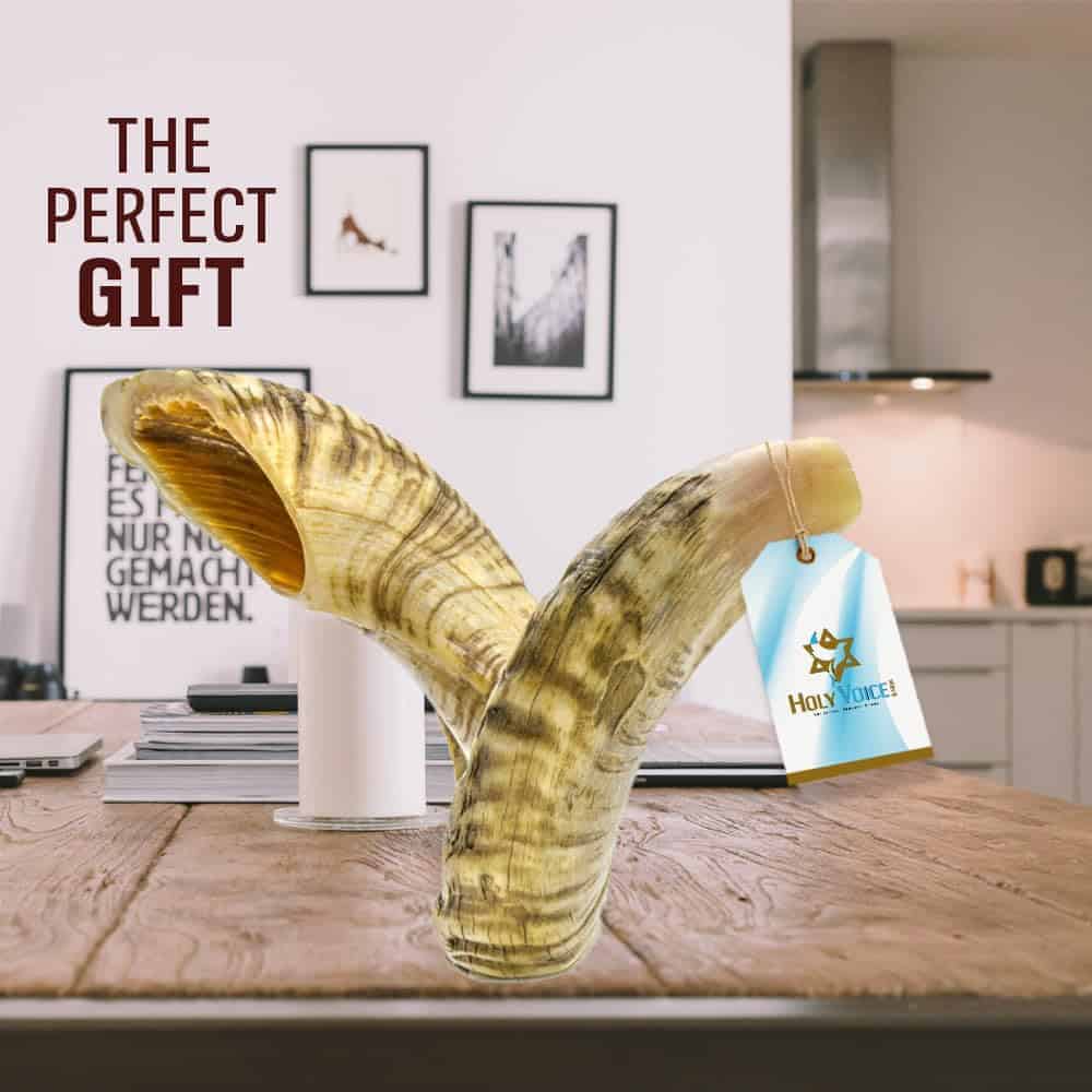 Shofar de Yemeni Santo Holy Voice de Israel - Shofar de - Imagen 6
