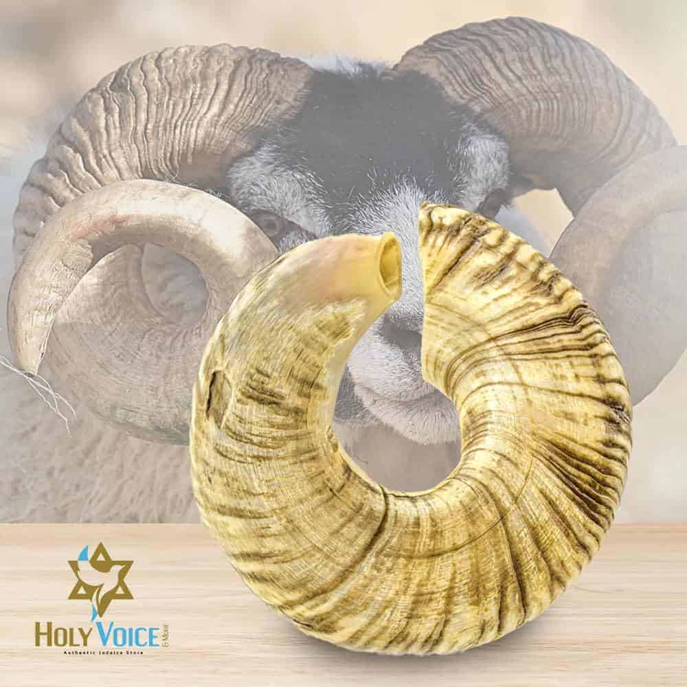 Shofar de Yemeni Santo Holy Voice de Israel - Shofar de - Imagen 7