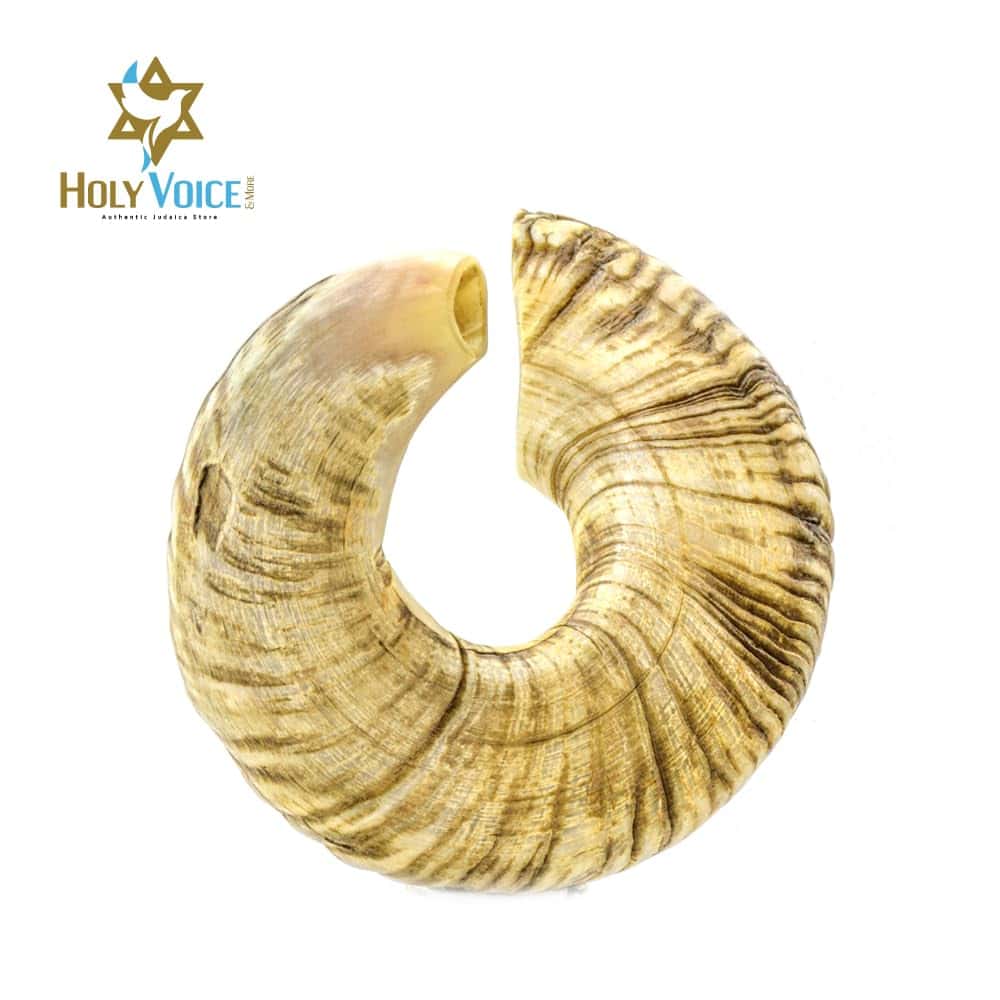 Shofar de Yemeni Santo Holy Voice de Israel - Shofar de - Imagen 4