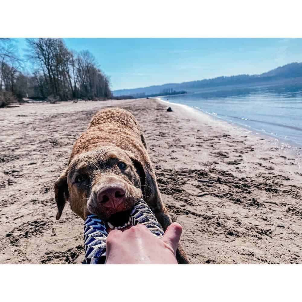 Juguete para Perros Tall Tails en Forma de Anillo Trenzado - Imagen 5