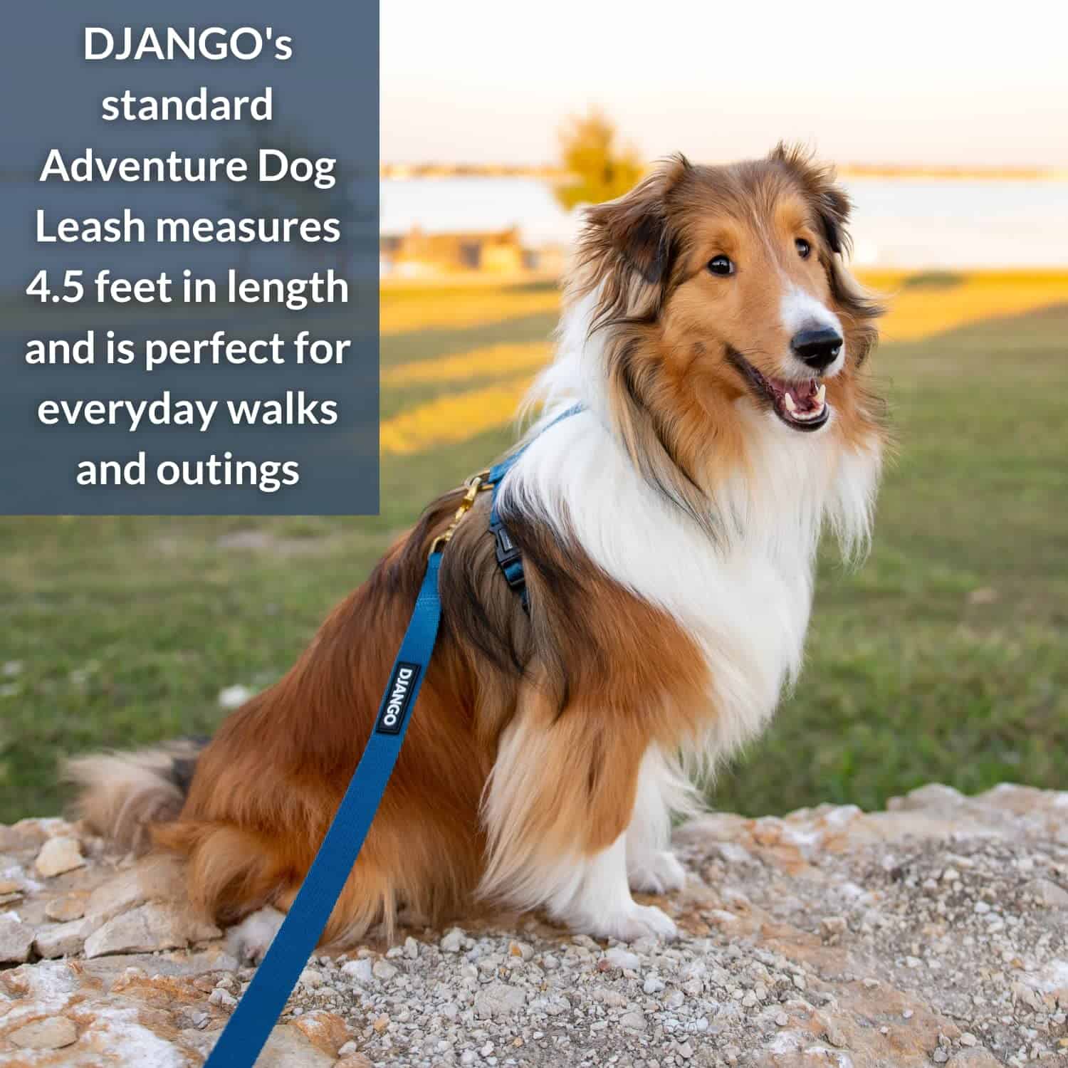 Correa para Perros de Aventura DJANGO - Resistente, Cómoda - Imagen 3