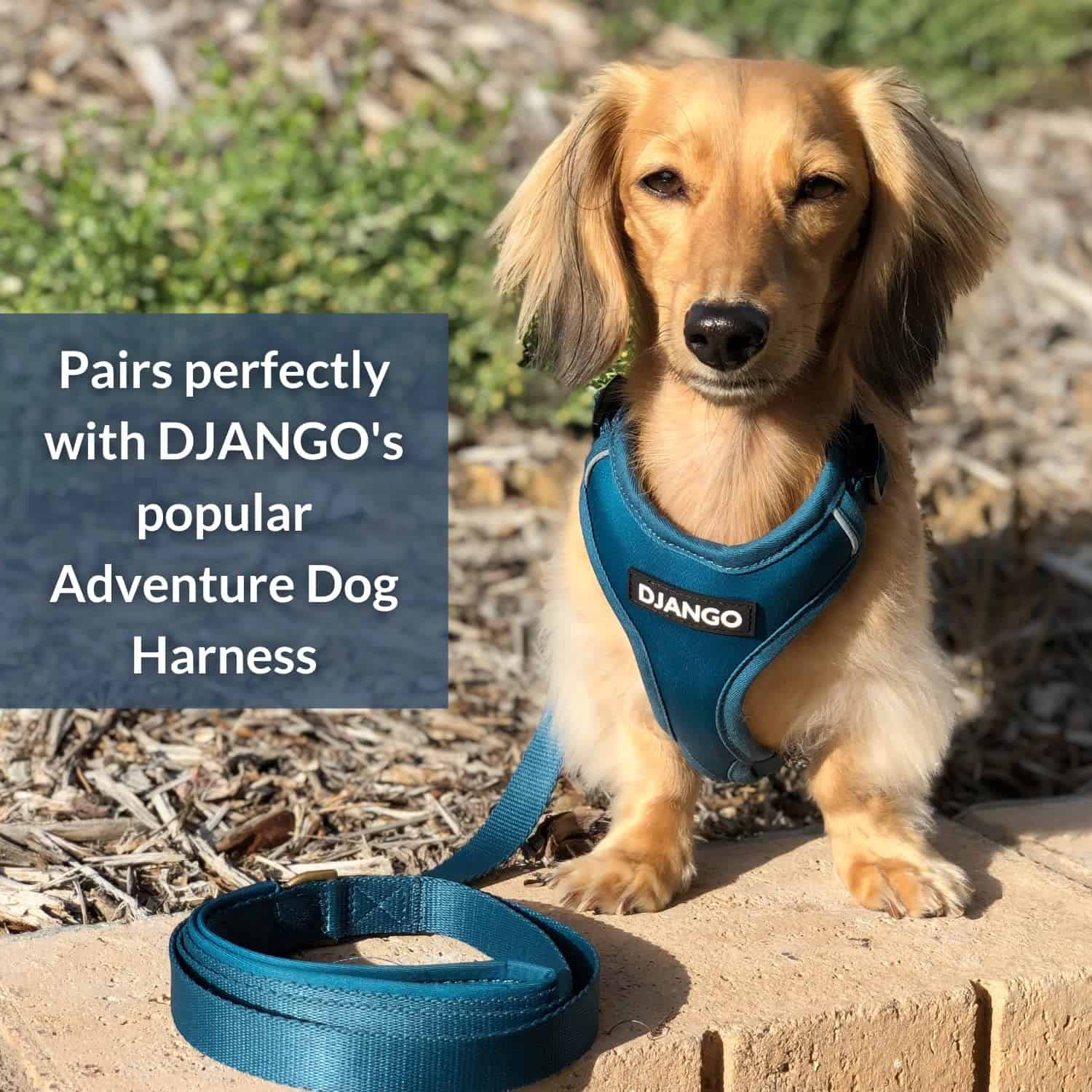 Correa para Perros de Aventura DJANGO - Resistente, Cómoda - Imagen 7