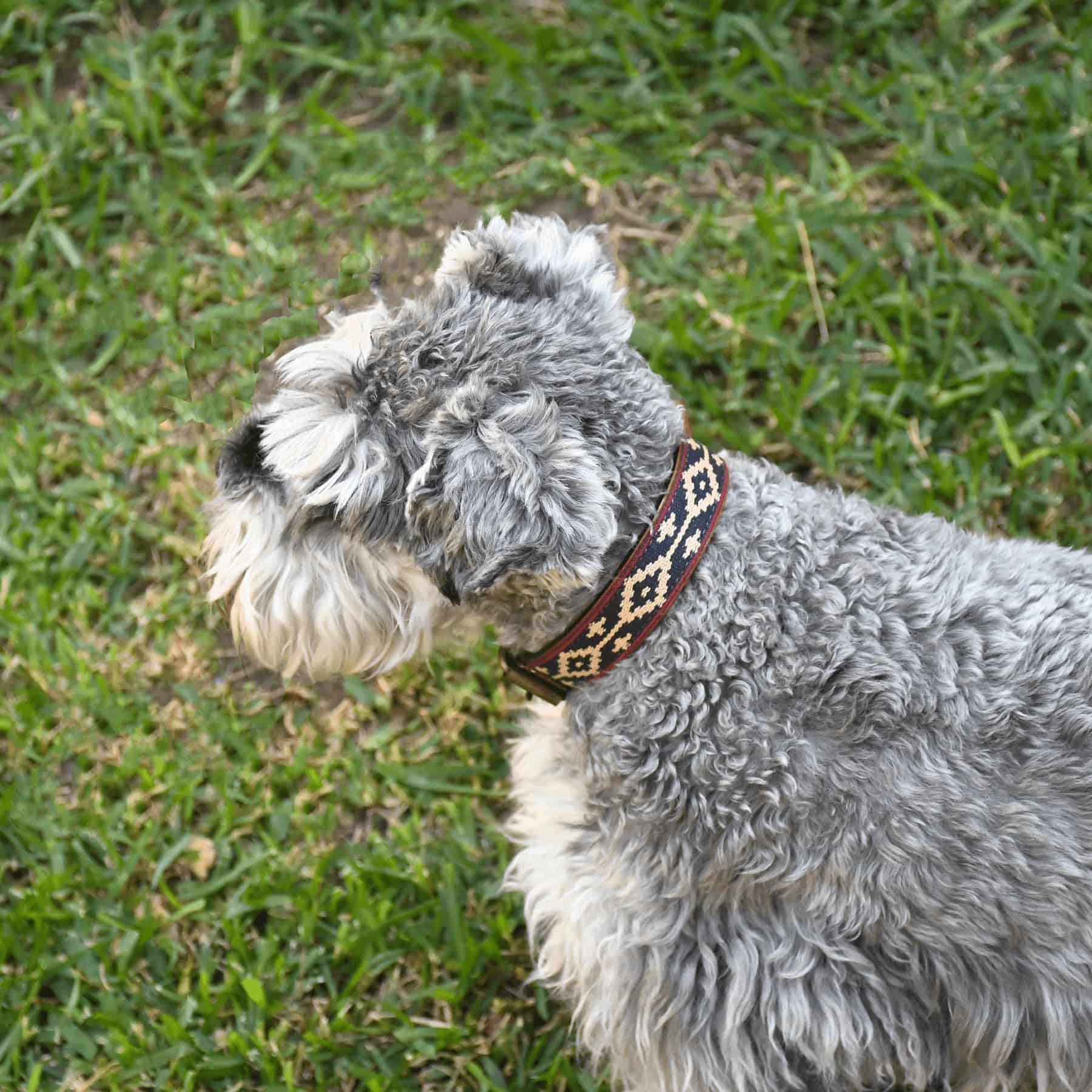 Collar de cuero para perros GauchoLife Polo Guarda Pampa - Imagen 5