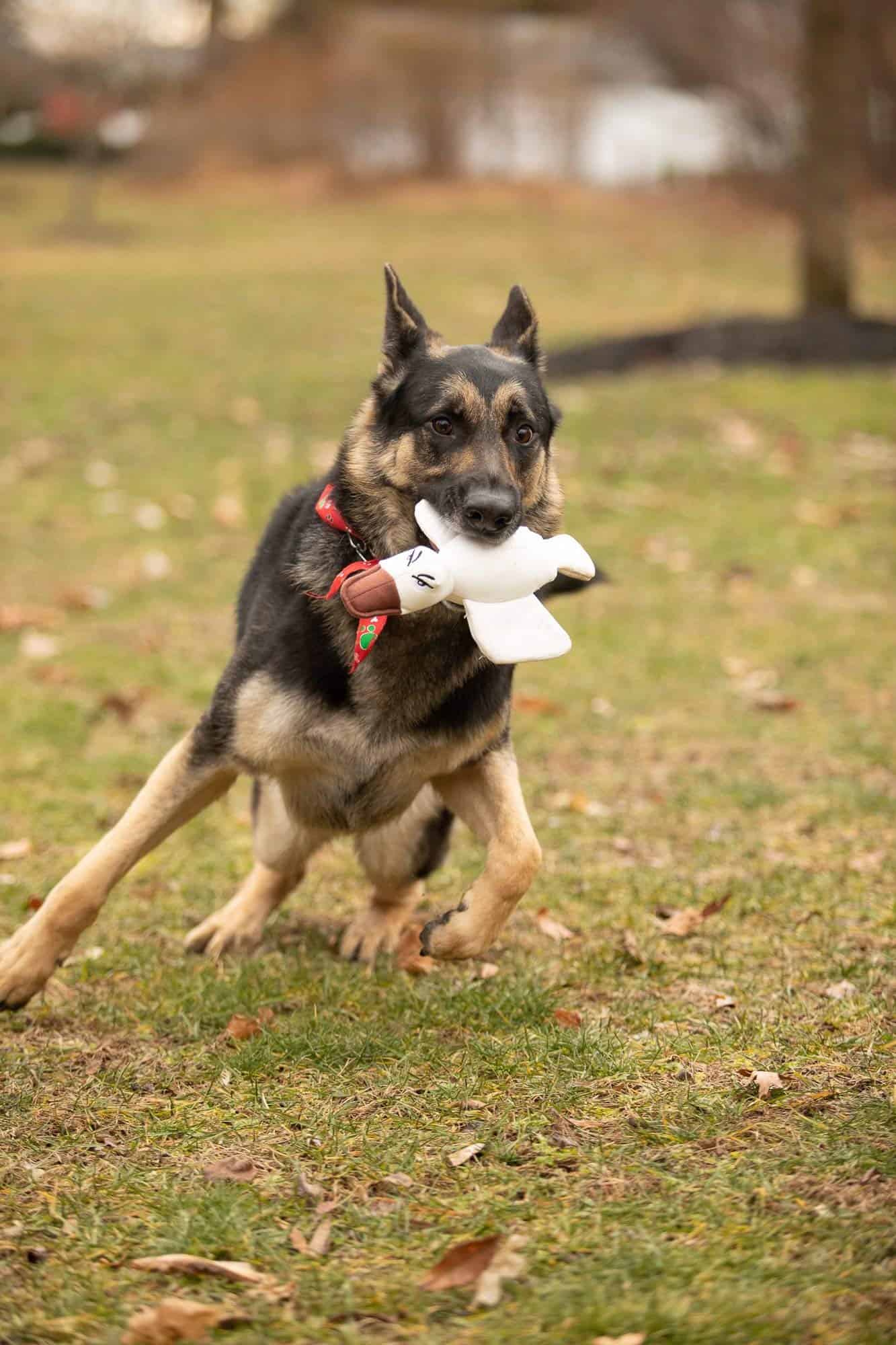 Juguete para Perro y Cachorro Pata Pal Ecológico Duradero y - Imagen 5