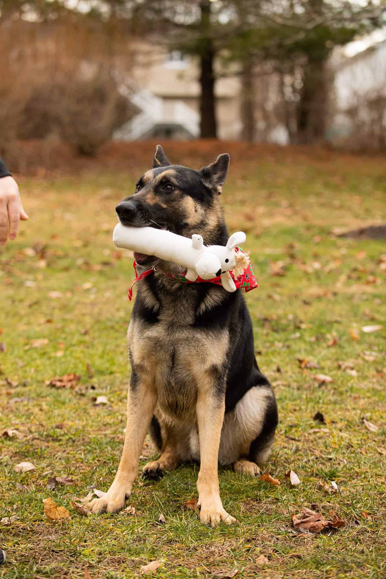 Juguete para Perro y Cachorro Pata Pal Ecológico Duradero y - Imagen 4