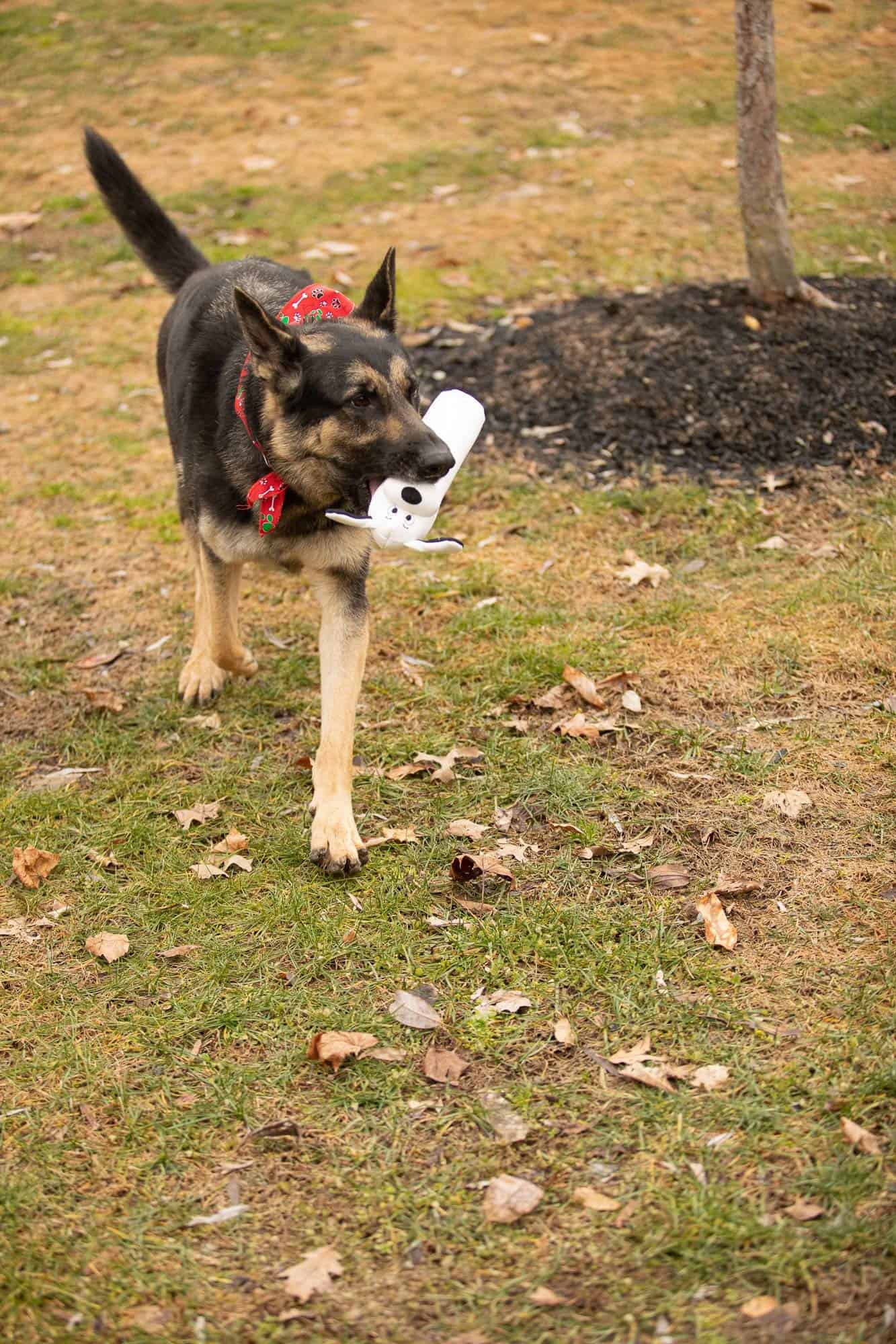 Juguete para Perro y Cachorro Pata Pal Ecológico Duradero y - Imagen 6