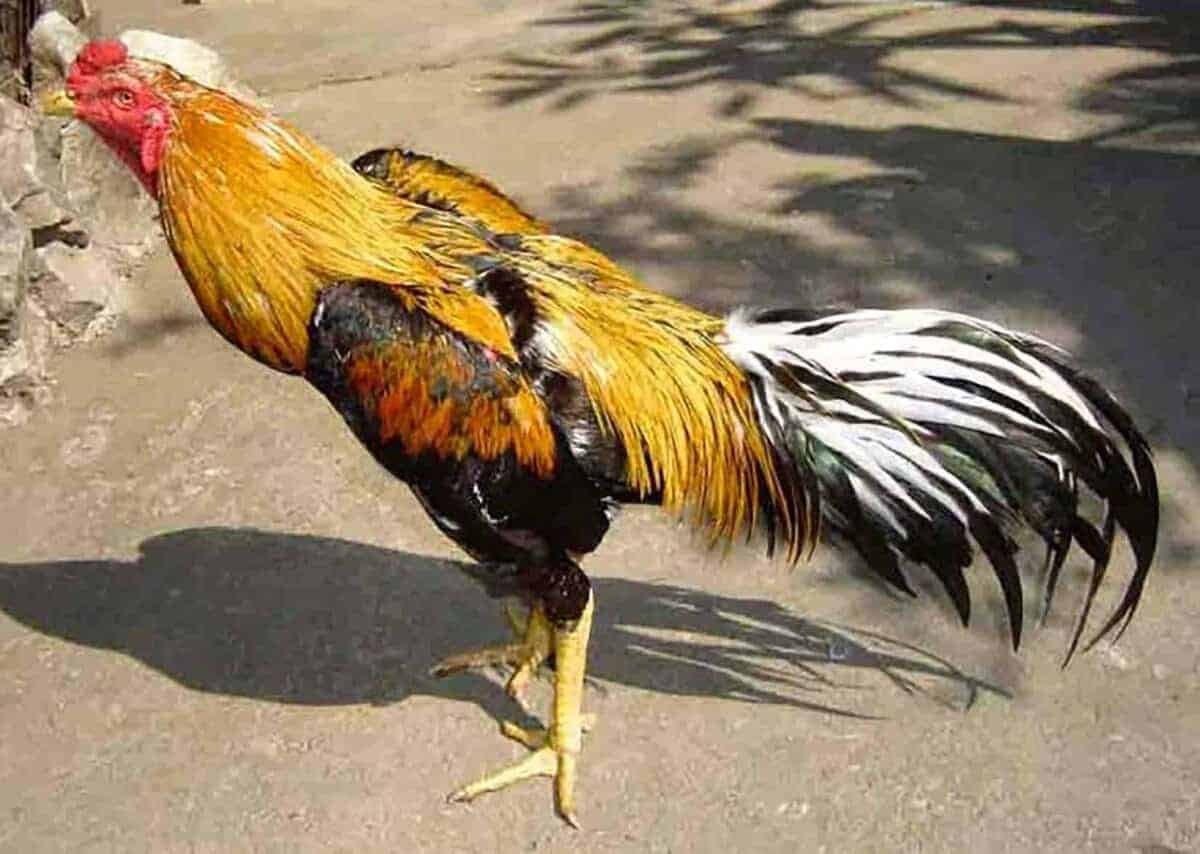 A.D.P. Rooster Booster Protección para Gallos de pelea - Imagen 6