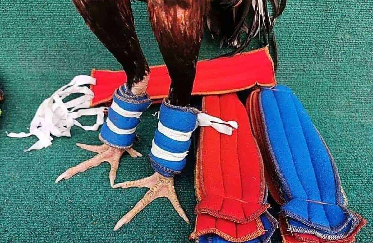 A.D.P. Rooster Booster Protección para Gallos de pelea - Imagen 3