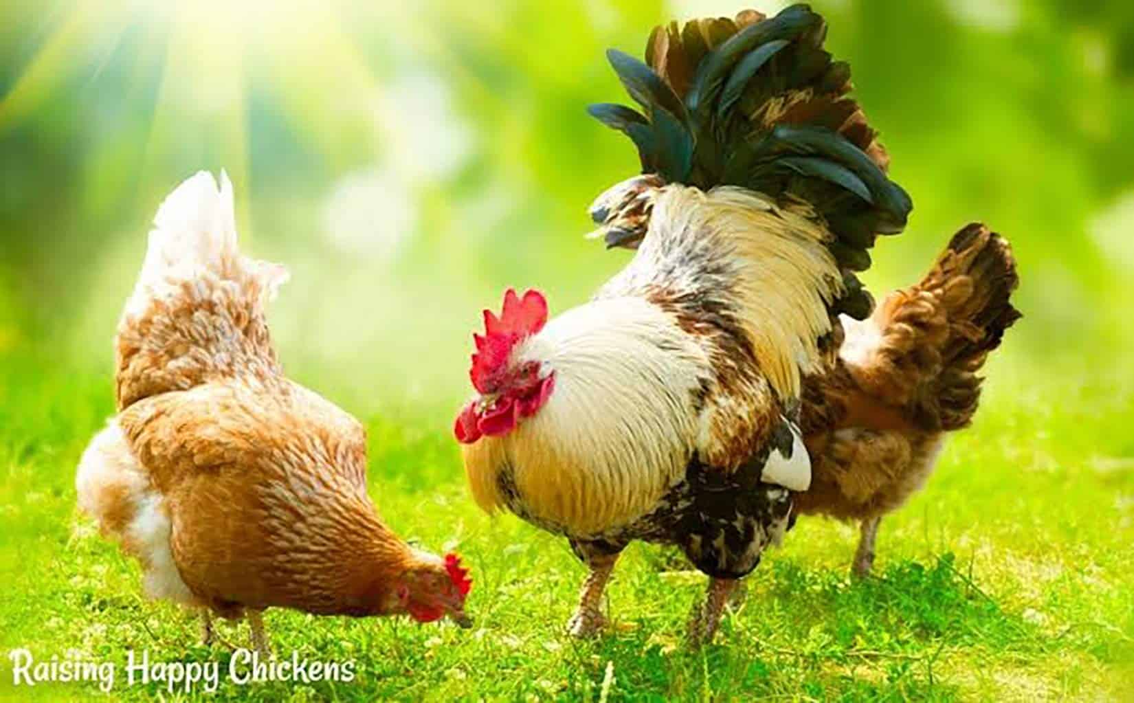 A.D.P. 1 Pcs, Cortina de Tienda de Refuerzo para Gallos Red - Imagen 7