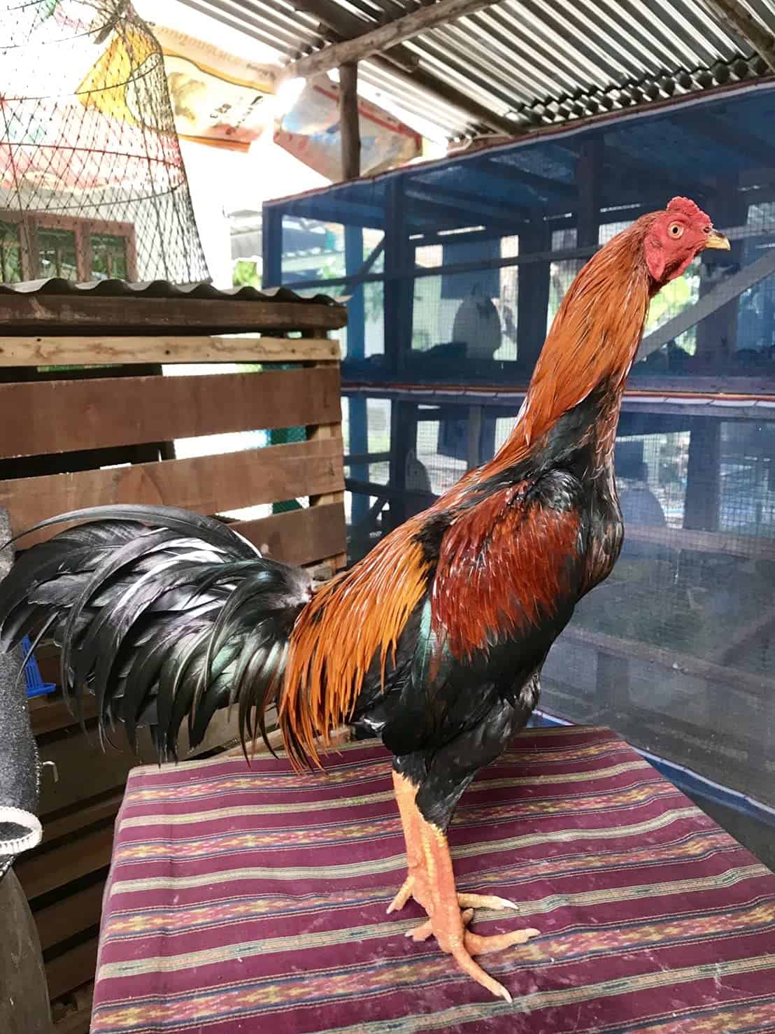 A.D.P. 1 Pcs, Cortina de Tienda de Refuerzo para Gallos Red - Imagen 8