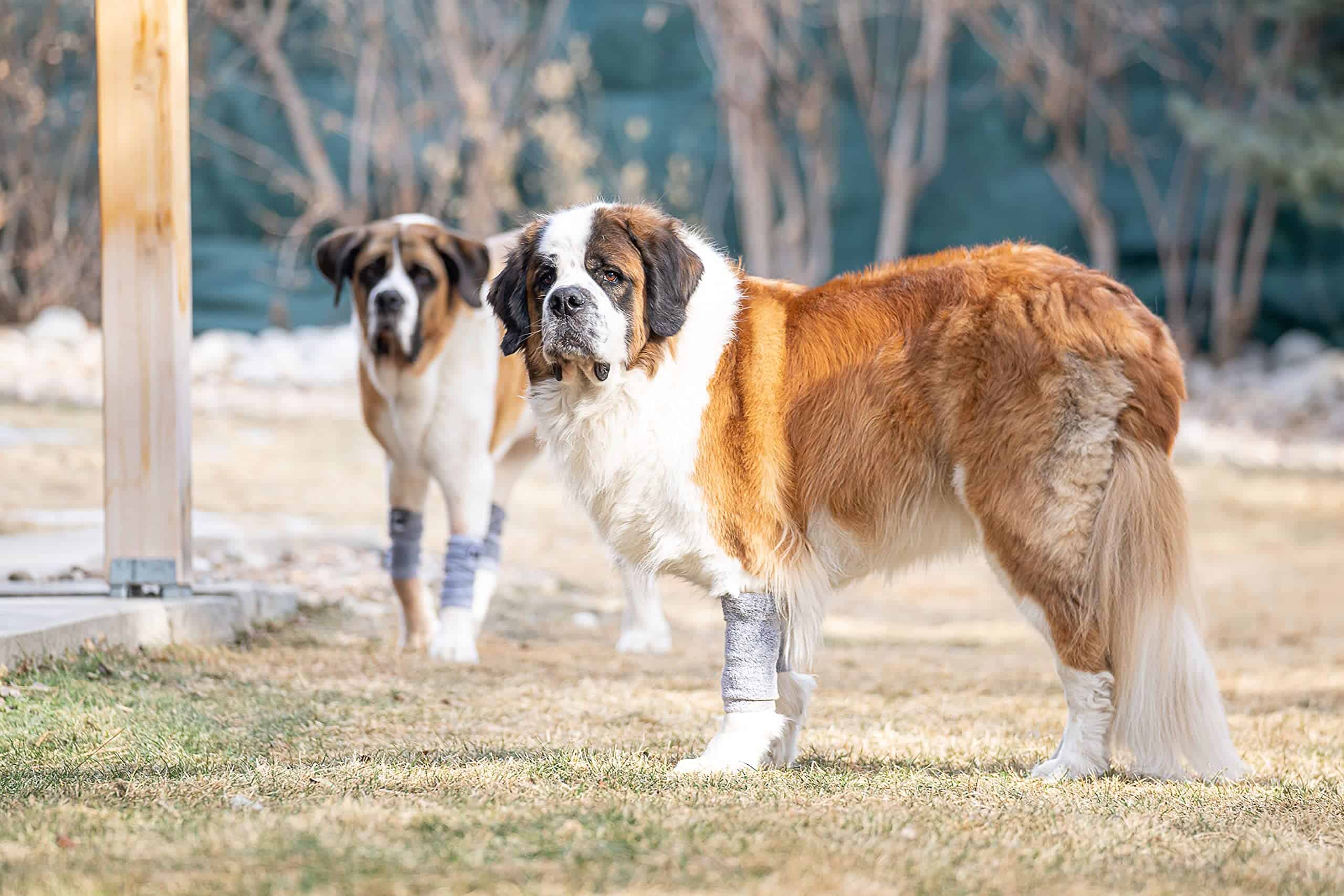 Mallas Protectoras HugeHounds Puttee - Protección Extra - Imagen 5