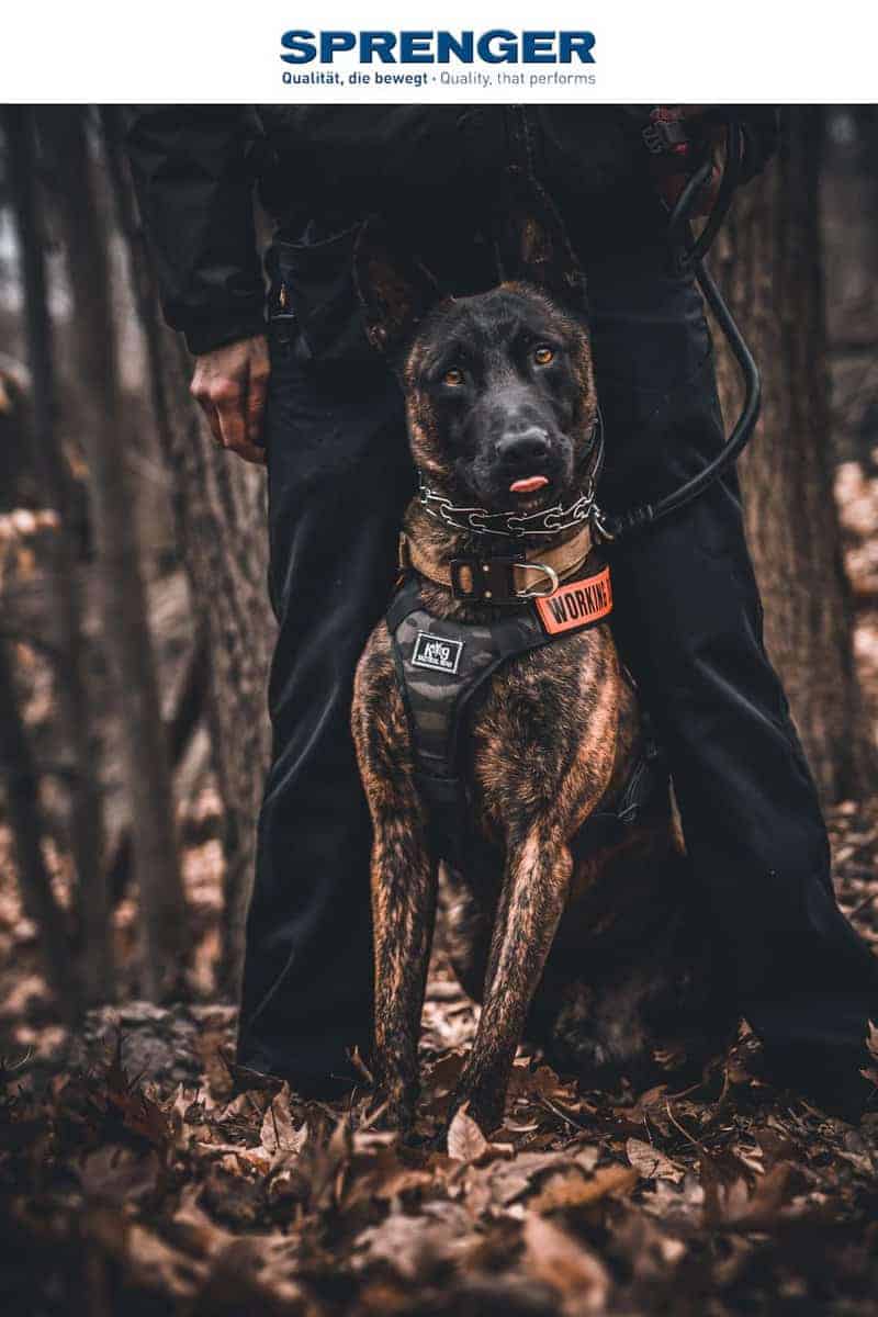 Collar para perros de acero inoxidable Herm Sprenger con - Imagen 5