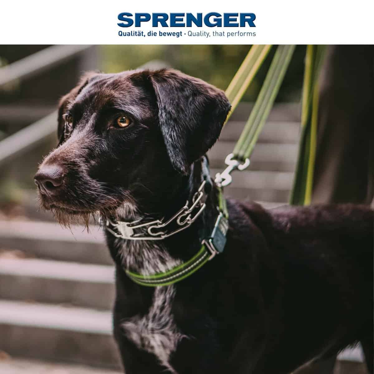 Collar para perros de acero inoxidable Herm Sprenger con - Imagen 6