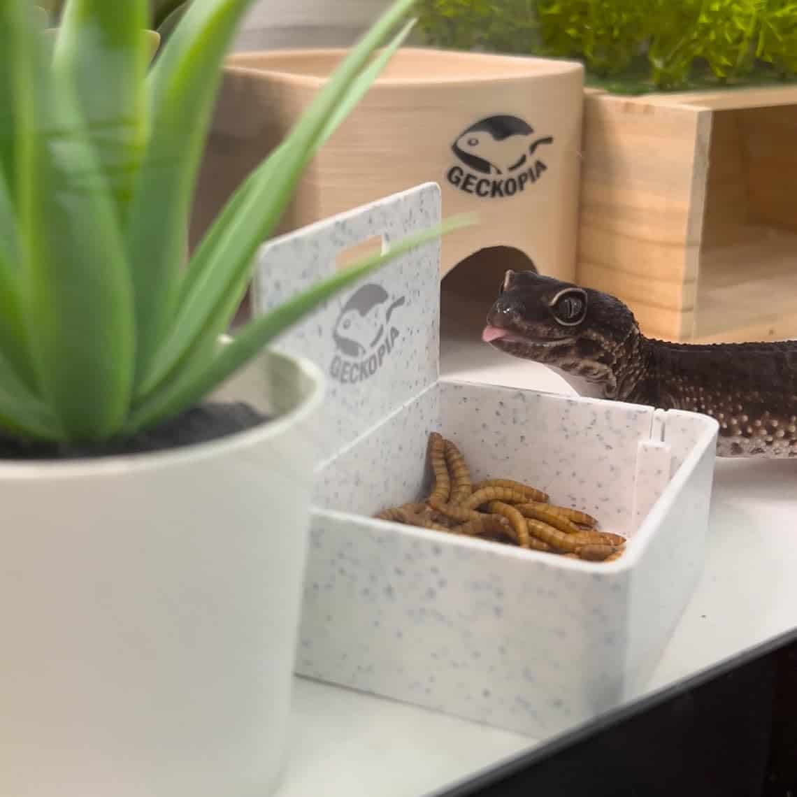 Geckopia Triple Dish 3.0 | 3 en 1 Plato de Reptil | Cuenco - Imagen 3