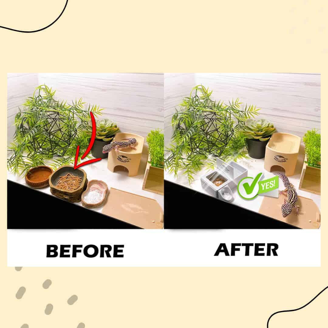 Geckopia Triple Dish 3.0 | 3 en 1 Plato de Reptil | Cuenco - Imagen 6