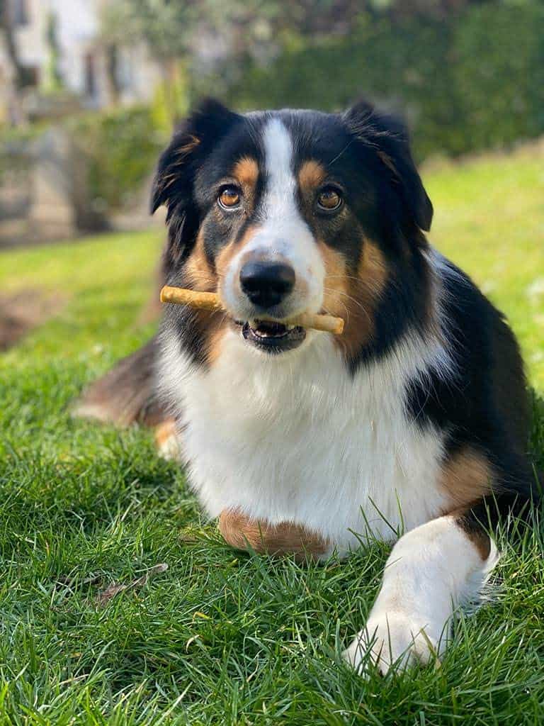 Fieldcrest Farms Nothing to Hide Twist Stix para Perros - - Imagen 8