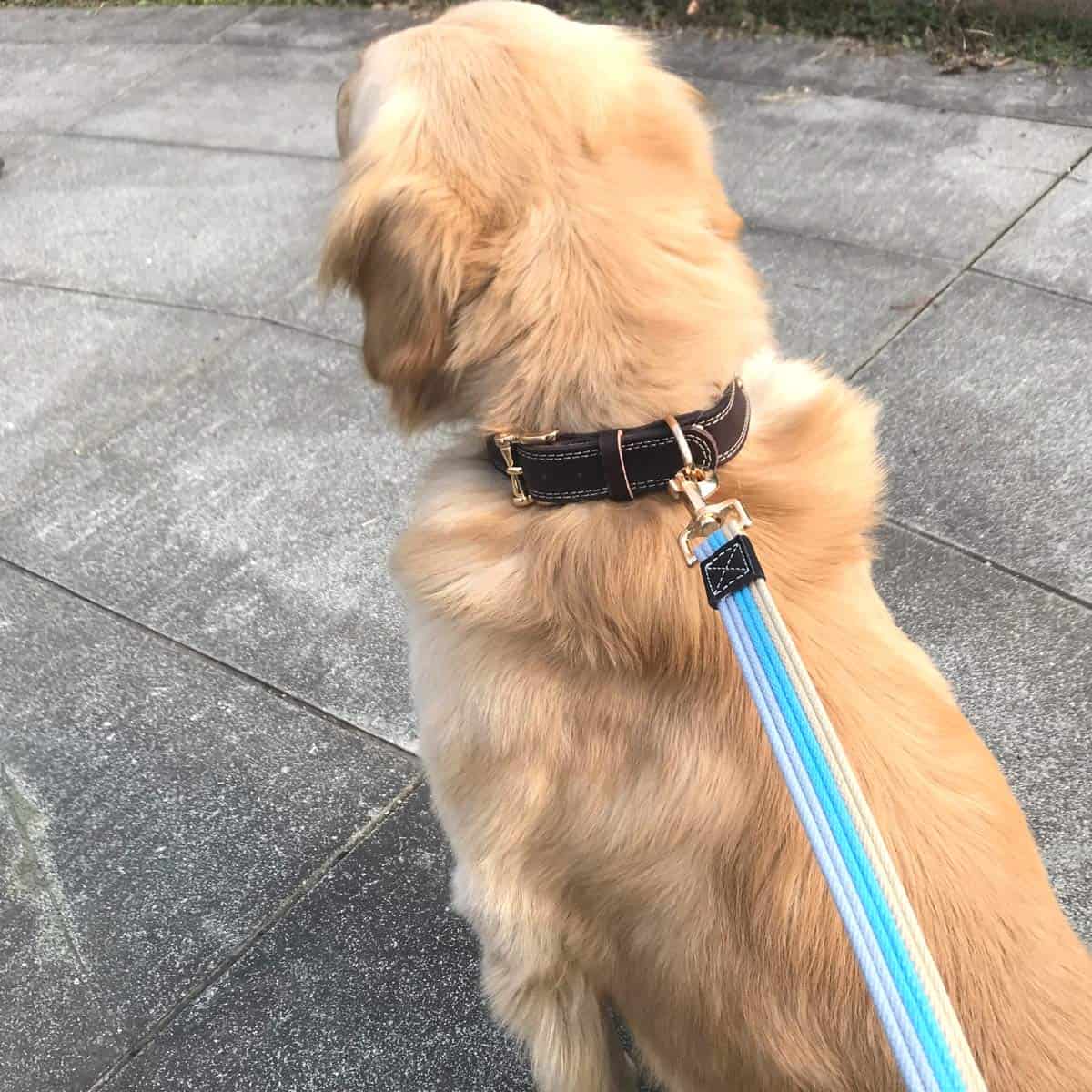 Correa de Entrenamiento Resistente de Algodón para Perros - Imagen 7