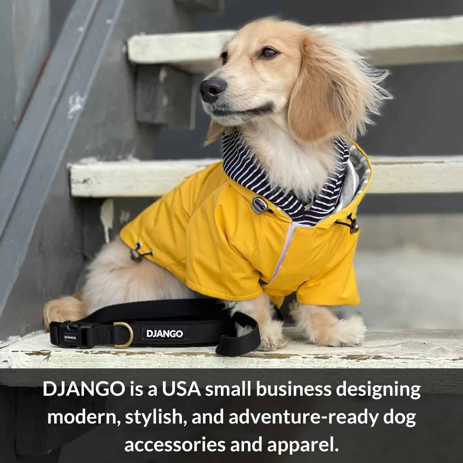 Correa para Perro de Cuerda de Algodón DJANGO | 5 FT Correa - Imagen 8