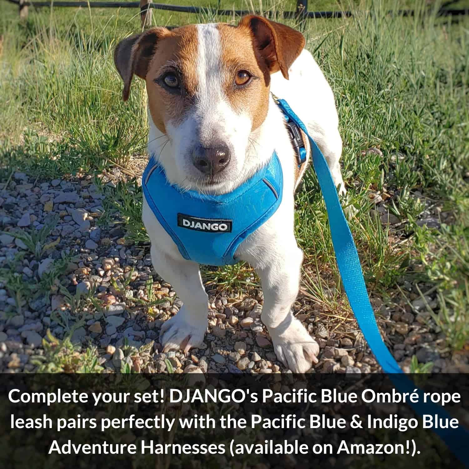 Correa para Perro de Cuerda de Algodón DJANGO | 5 FT Correa - Imagen 6