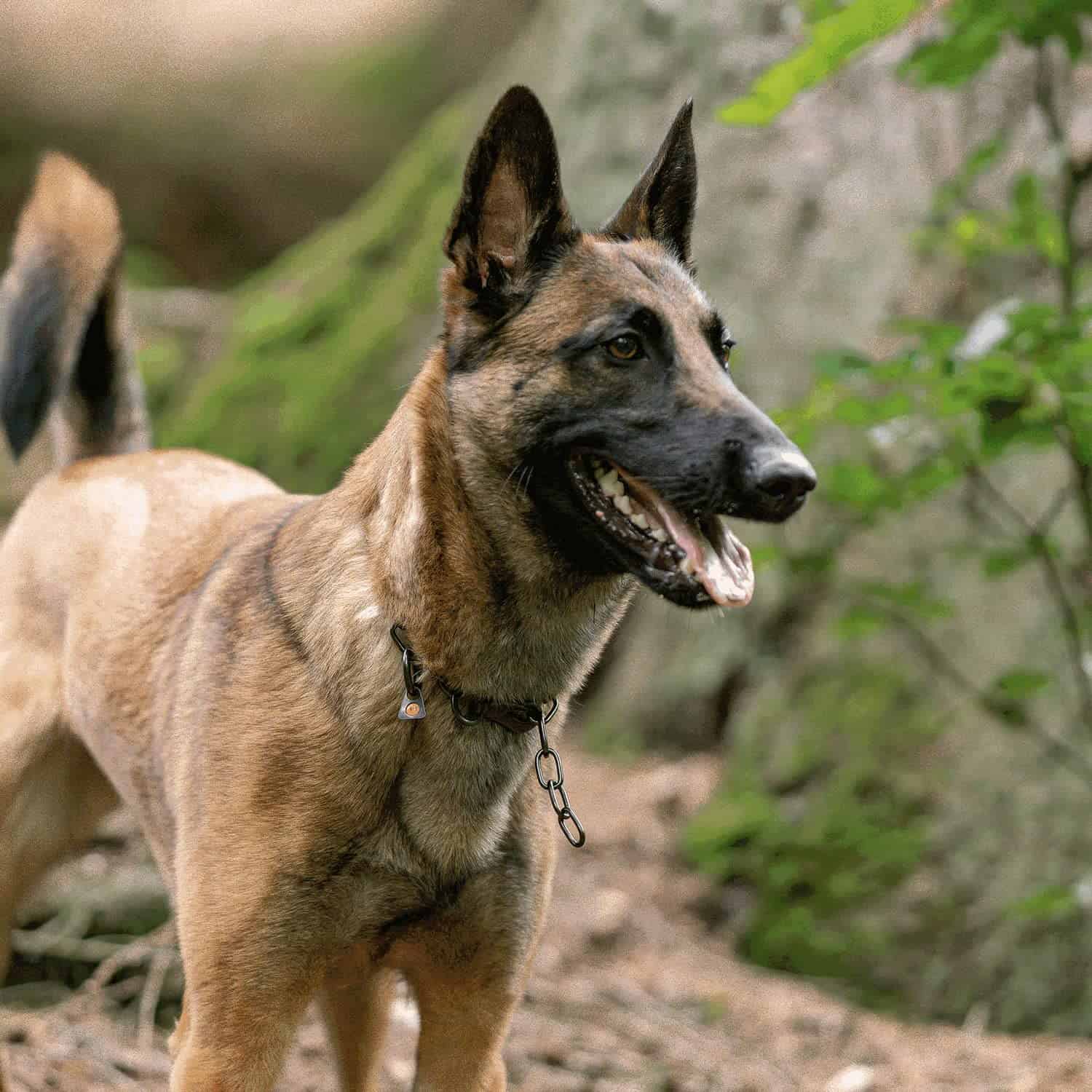 Collar de cadena de acero inoxidable negro ajustable Herm - Imagen 7